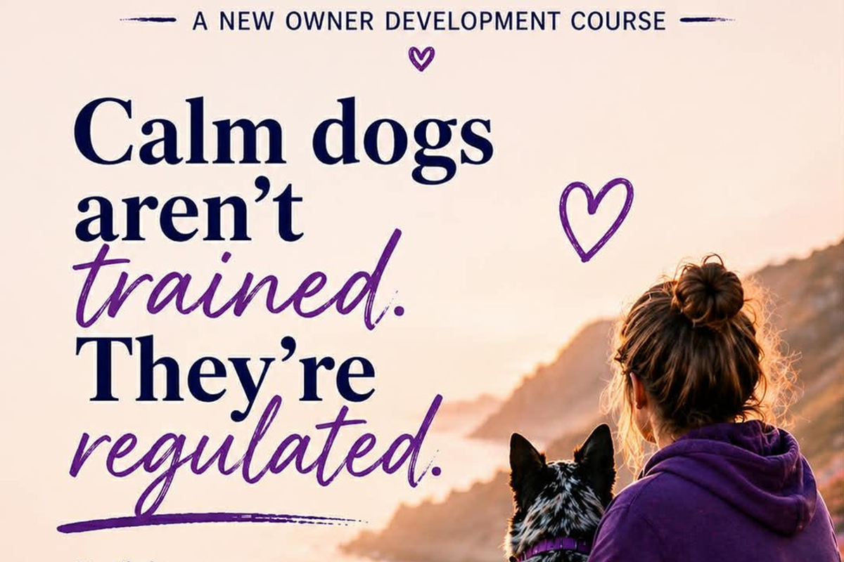calm dogs
